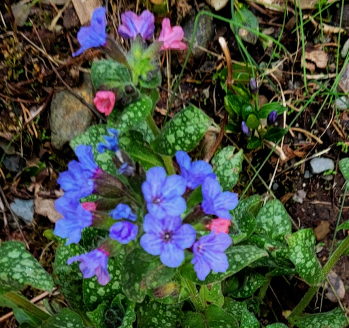 Early Spring Flower – Pulmonaria