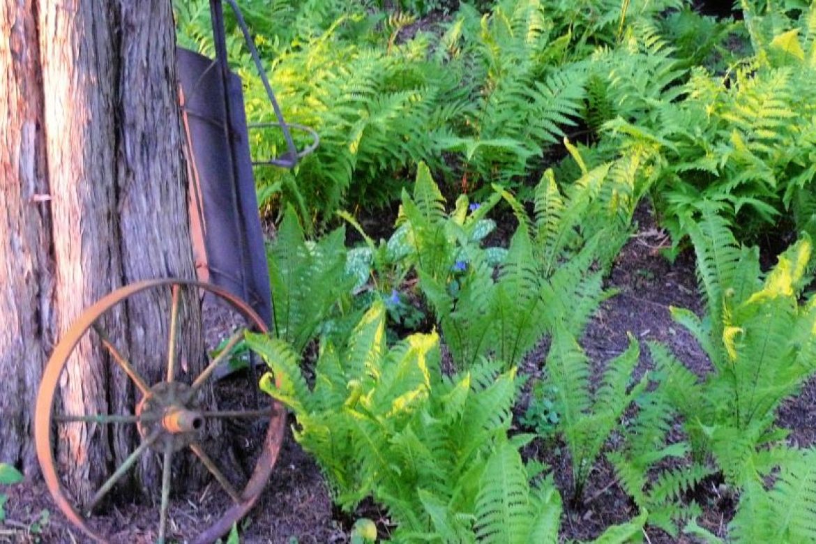 A Fern Garden could be a solution to a gardening problem