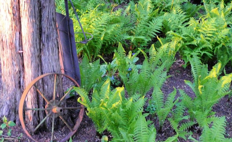 A Fern Garden could be a solution to a gardening problem