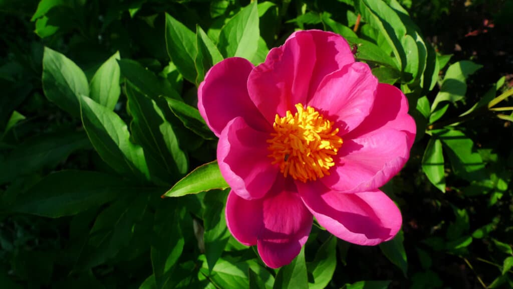 Rose peony a spring flower in the Northeast