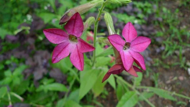 Colorful flowers from the garden -Flowering Tobacco or Nicotiana