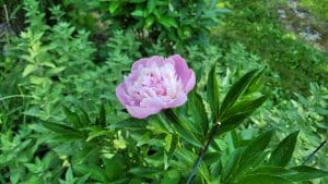 Chinese Peony Photos of flowers in a Mid Hudson garden this Spring