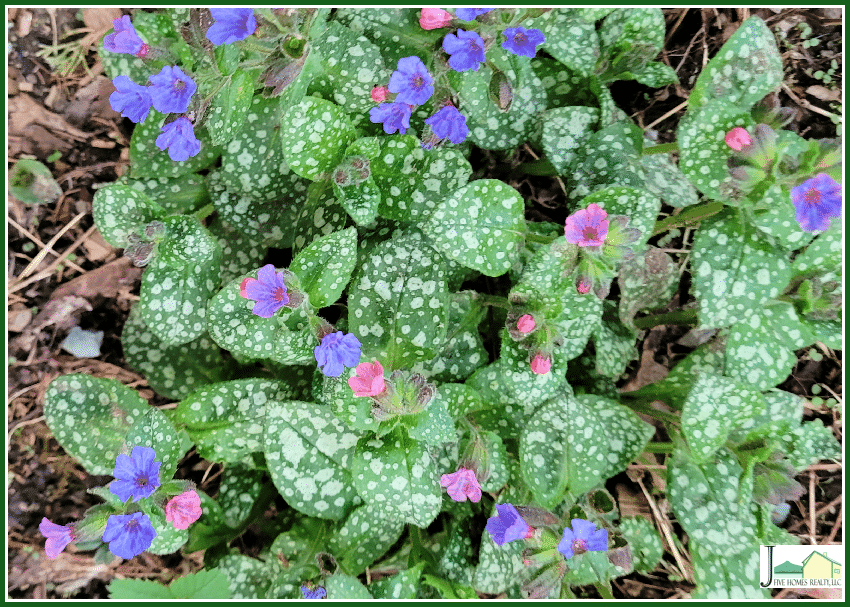 Early Spring flower - Pulmonaria
