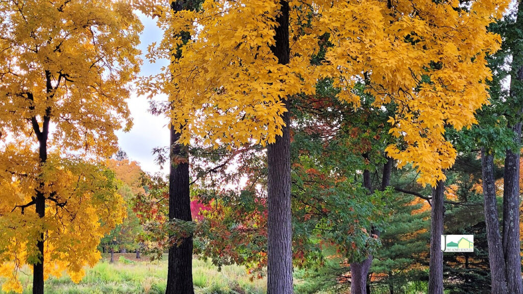 Yellow Fall Foliage