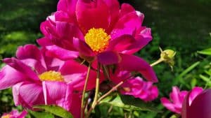 Photos of flowers in a Mid Hudson garden this Spring - Peony